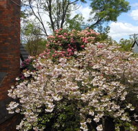 Merrimeet Cottages - Dalby Accommodation