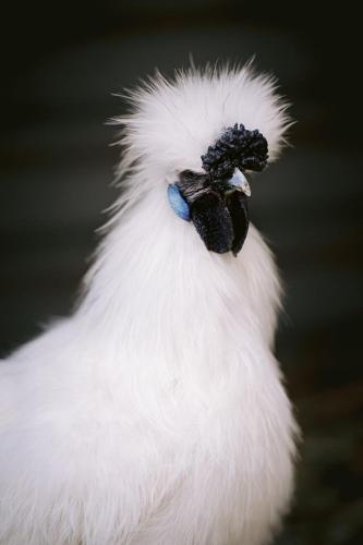 A Better Life Animal Sanctuary FarmStay Private Two Bedrooms Lounge Room & Bathroom & Toilet Shared Kitchen - Dalby Accommodation 6