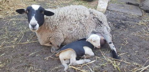 A Better Life Animal Sanctuary FarmStay Private Two Bedrooms Lounge Room & Bathroom & Toilet Shared Kitchen - Dalby Accommodation 1