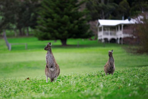 Barn Hives Yallingup - Dalby Accommodation 4