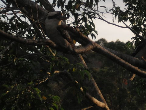 Amamoor Homestead B&B And Country Cottages - Dalby Accommodation 2