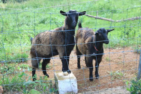 Alstonville Country Cottages - Dalby Accommodation 0