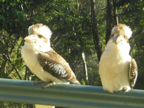 Nirvana At Montville - Dalby Accommodation 5