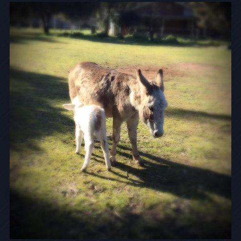 Donkey Tales Farm Cottages - Dalby Accommodation 4