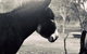 Donkey Tales Farm Cottages - thumb 3