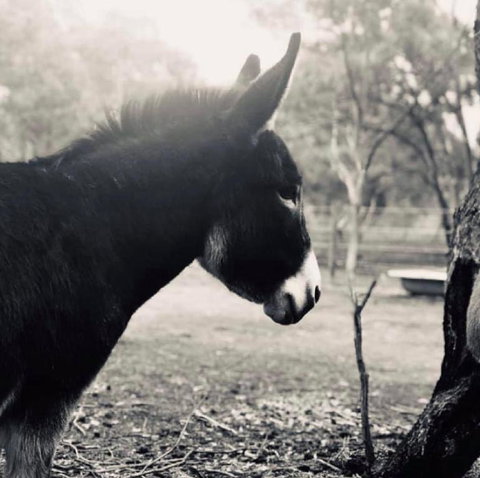 Donkey Tales Farm Cottages - Dalby Accommodation 3
