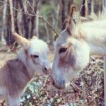 Donkey Tales Farm Cottages - Dalby Accommodation 0