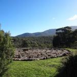 Willaura North ACT Dalby Accommodation