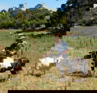 Country Cottages of Bridgetown - Dalby Accommodation