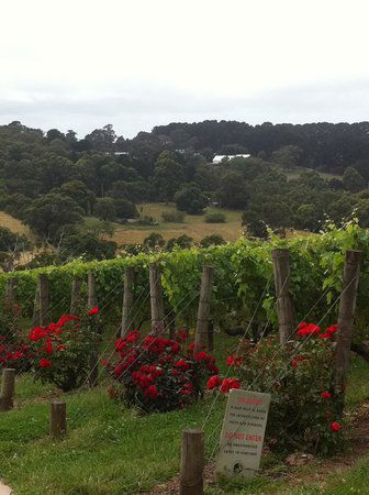 Paringa Estate - Dalby Accommodation 0