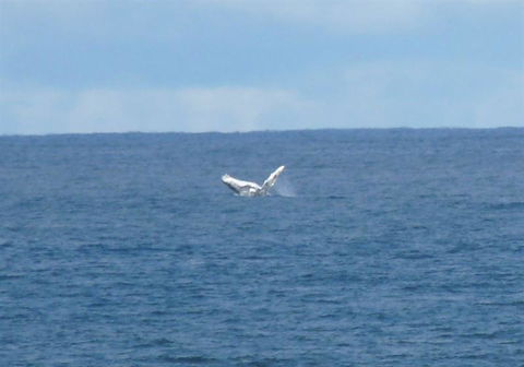 Lighthouse Beach Cafe - Dalby Accommodation 24