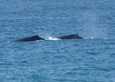 Lighthouse Beach Cafe - Dalby Accommodation 25