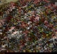 Ray's Pizza  Pasta - Dalby Accommodation