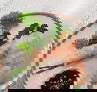 Golden Tree Cafe - Dalby Accommodation