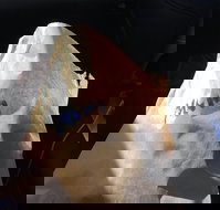 Shoeys bakery - Dalby Accommodation