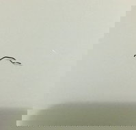 Jimmy's Palace - Dalby Accommodation