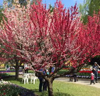 Mirchi Indian Cuisine - Dalby Accommodation