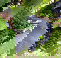 Marcus Hill Vineyard - Dalby Accommodation