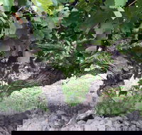 Nick Haselgrove Wines - Dalby Accommodation