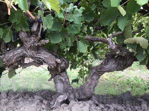 Nick Haselgrove Wines - Dalby Accommodation 0