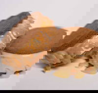 Gelato Messina - South Brisbane - Dalby Accommodation