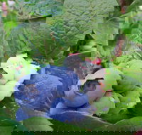 Tuckerberry Hill - Dalby Accommodation