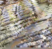 Il Pasticcino - Dalby Accommodation