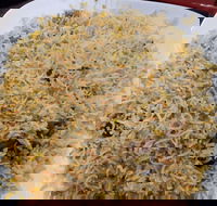 Man-O-Salwa - Clayton - Dalby Accommodation