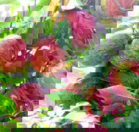 Payne's Orchards - Dalby Accommodation