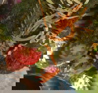 Faber Vineyard and Winery - Dalby Accommodation