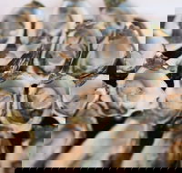 S.D. Caputo And Sons - Dalby Accommodation