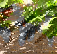 Waybourne Winery - Dalby Accommodation