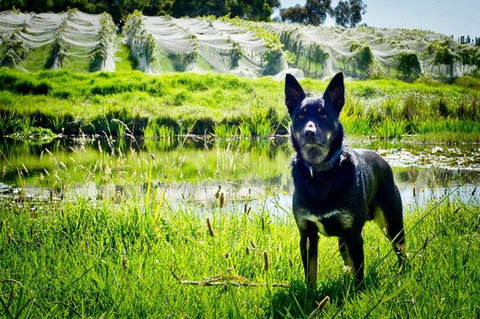 Hickinbotham Of Dromana - Dalby Accommodation 1