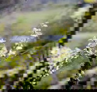 Barrgowan Vineyard - Dalby Accommodation