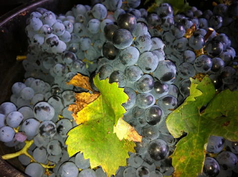 Faisan Estate Wines - Dalby Accommodation 0