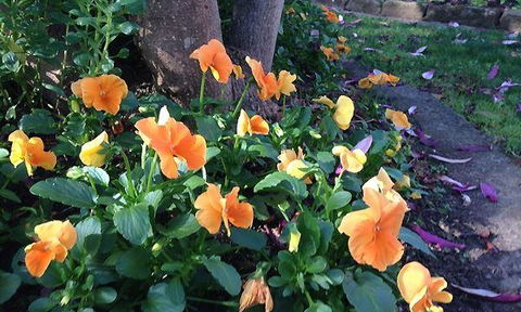 The Cornerstone Ale House - Dalby Accommodation 3