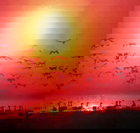 Four Birds - Dalby Accommodation