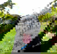 Every Man and His Dog Vineyard - Dalby Accommodation