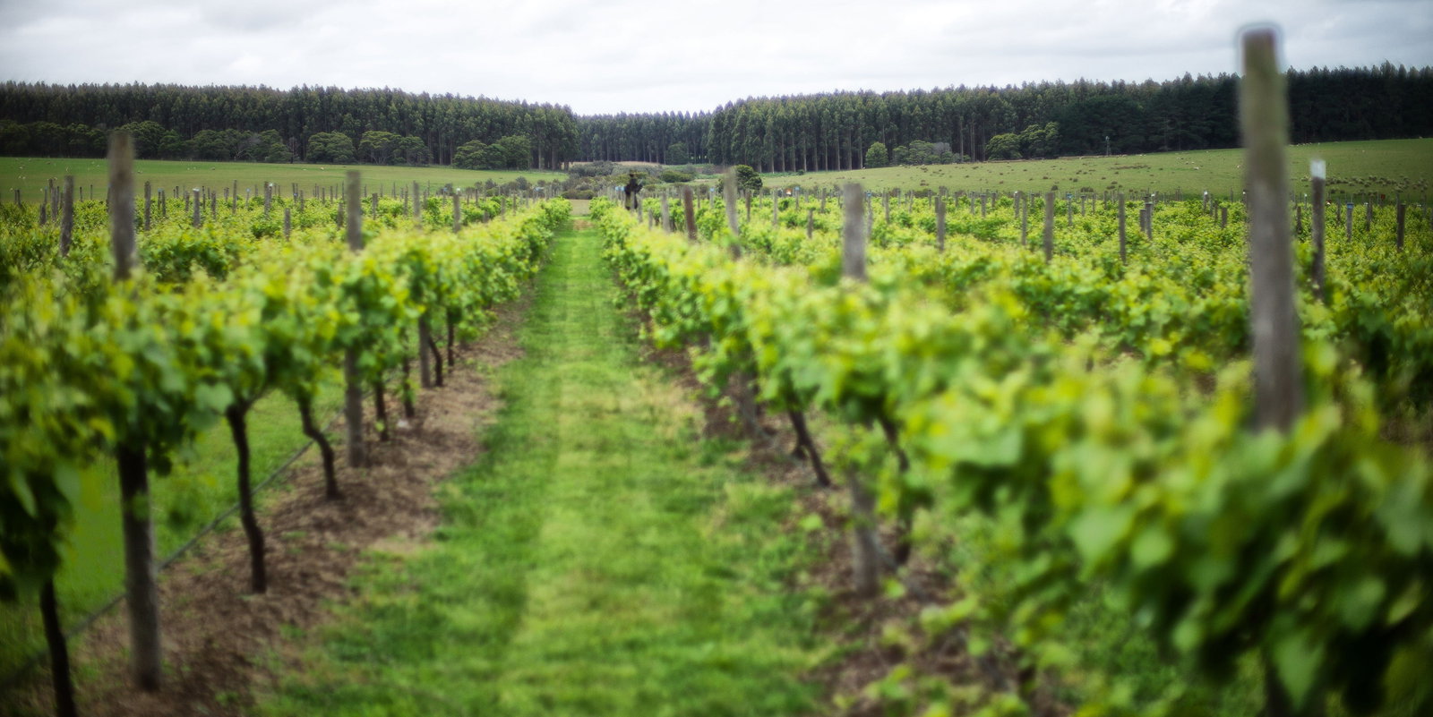 Macarthur VIC Dalby Accommodation