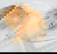 Latin Foods and Wines - Dalby Accommodation