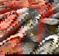 Mi Shells Seafood - Dalby Accommodation