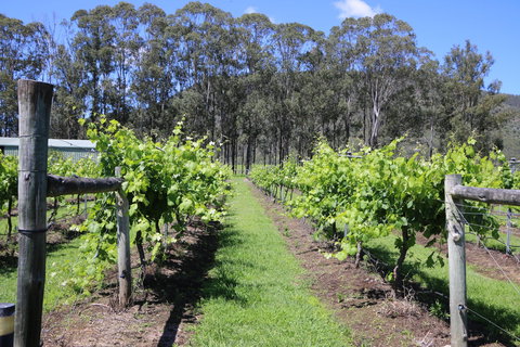 Woongooroo Estate Winery - Dalby Accommodation 0