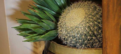 Cactus Jack's Bar & Grill - Dalby Accommodation 2