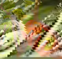 St Ronan's Cider - Dalby Accommodation