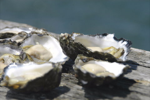 Jim Wild's Oyster Service - Dalby Accommodation 0