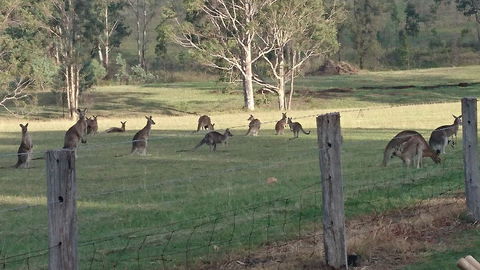 Mistletoe Winery - Dalby Accommodation 1