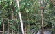 High Falls Tropical Restaurant - thumb 1