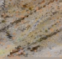 Copperpot Indian Restaurant - Dalby Accommodation