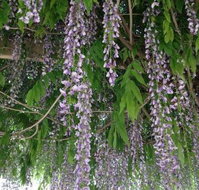 The Topiary Pantry - Dalby Accommodation