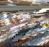 Maleny Seafoods - Dalby Accommodation